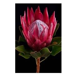 Protea Cy Madiba 60cm Roja