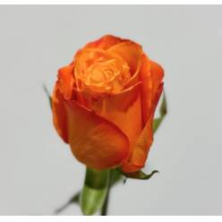 Rosa Ecu. Confidential 60cm Na