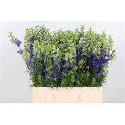 Delphinium Hol. Cons R Q Dark Blue 60cm