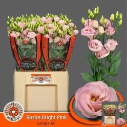 Lisiantus Hol. Rosanno Bright Pink 70cm 55gr "T10"