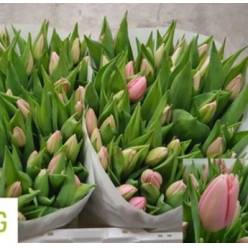 Tulipan Hol. Big Love 40cm Rs.