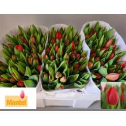 Tulipan Hol. Hotspot 40cm Rj.