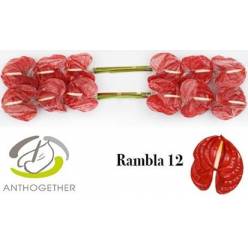 Anthurium Hol. Rambla Rj. 11  "CC16"