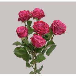 Ramificada Purple queen 60cm