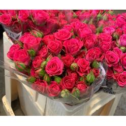 Ramificada Sylvana 50cm.