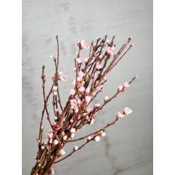 Prunus Ov. Rosa 120cm x5
