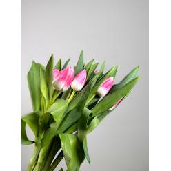 Tulipan Hol. Vanessa 40cm Rs.