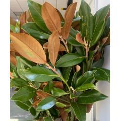 Hoja Magnolio Italia 70cm 400gr