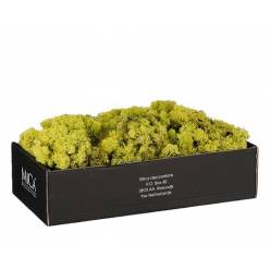 Caja Musgo Preservado Verde Claro 500g