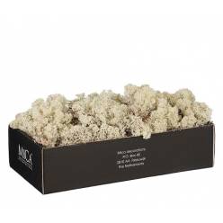 Caja Musgo Preservado Blanco 500g