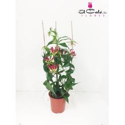 P. Gloriosa Rothschild 21/90cm  3-matas