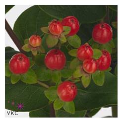 Hypericum Hol. Lightning 50cm "T25" Rj