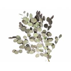 Eucaliptus Populus Seco Verde 55cm
