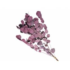 Eucaliptus Populus Seco Burdeos 55cm
