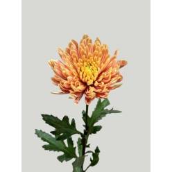 Uniflor Ecu. Salmon 70cm