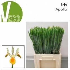 Iris Hol. Apollo 60cm 40gr (7 Dias - 2)