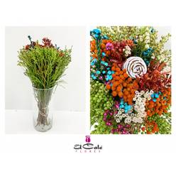 Safari Mandarin Mix 40cm (7 Dias - 2)