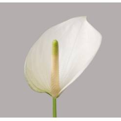Anthurium Hol. Whisper Bl. �11  "CC16"