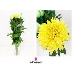 Uniflor Ecu. Magnum Amarillo
