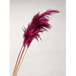 Cortaderia Hol. Tintado Burgundy 100cm x5