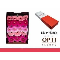 Gerbera Hol. Lila Pink Mix "T25"