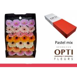Gerbera Hol. Pastel Mix "T25"
