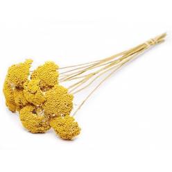 Achilea Seca Amarilla 65cm (10 Tallos)