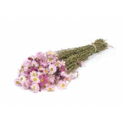 Acroclinium Seco Natural Rosa 50cm 65g