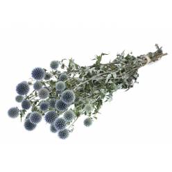 Echinops Seco Natural Azul 50cm 100g