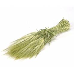 Trigo Seco Hordeum Natural 70cm 180g