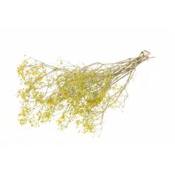 Paniculata Seca Amarilla 60cm 60g