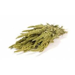 Amaranthus Seco Natural Verde 50cm 120g