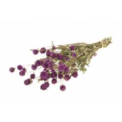 Gomphrena Seca Rosa Fucsia 60cm 100g