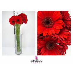 Gerbera Mini Hol. Suri x20 Rj (7 Dias - 2)