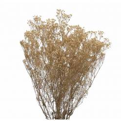 Paniculata Preservada Crema 40/60cm 100g