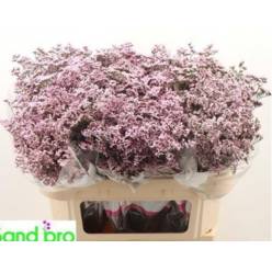 Limonium Hol. Saf. Oshi Pink 50cm 20gr "T25" Rs