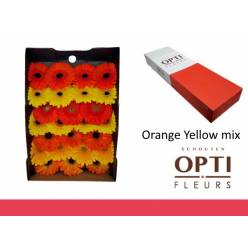 Gerbera Hol. Orange Yellow Mix "T25"