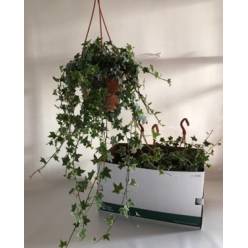 P. Hedera He Eva 19/60cm x4