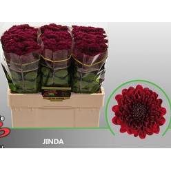 Santini Jinda 1000gr "T25" Rj.