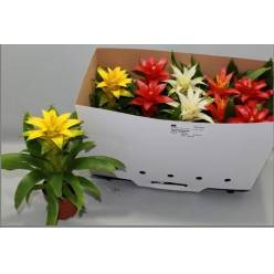 P. Guzmania Mixta 12/40cm x10
