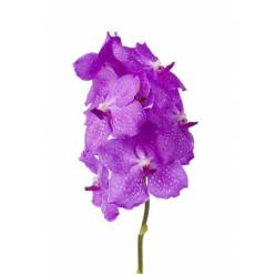 Vanda Candy Pink x16 (7 Dias - 2)