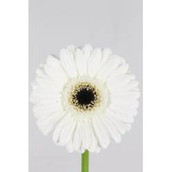 Gerbera Mini Hol. Lido x20 Blanca (7 Dias - 2)