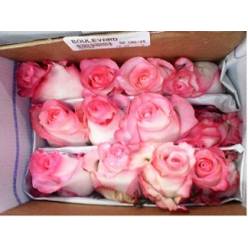 Rosa Ecu. Boulevard 50cm (7 Dias - 2)