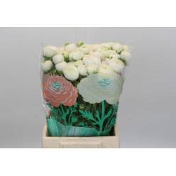 Ranunculos Hol. Chamallow 50cm 40gr