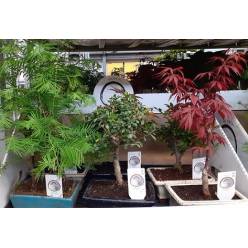 P. Bonsai Mixto 15/35cm x7