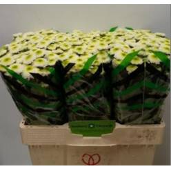 Marg. Santini Maverick Blanco 1100gr x25