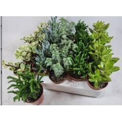 P. Succulenta mixta 5Srt 5.5/10cm "CC20"