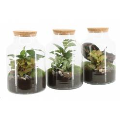 P. Composicin Terrarium -90590-17/25cm x3
