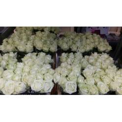 Rosa Hol. White Naomi 55cm x10 (7 Dias - 2)