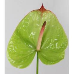 Anthurium Hol. Paseo x12 (7 Dias - 2)
